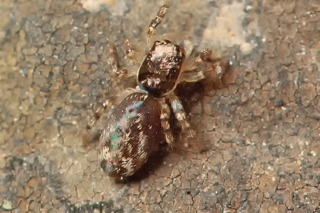 Salticus sp. - Malta